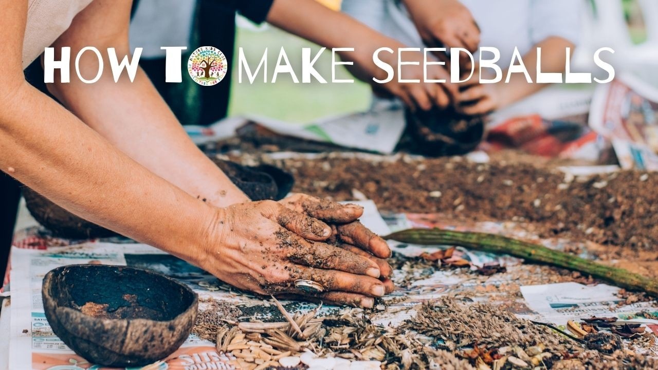 How to Make Seed Balls aka Seed Bombs for Gorilla Gardening!