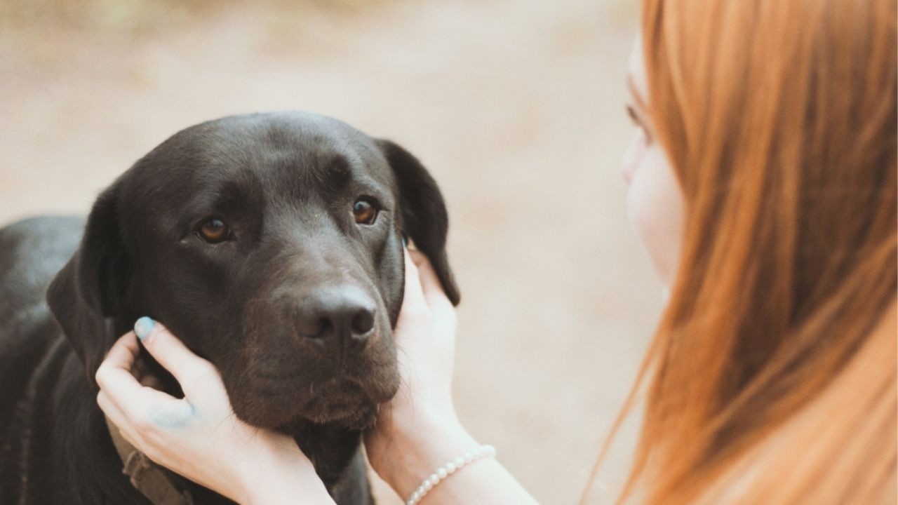 Woman comforts dog while holding dog's head in her hands