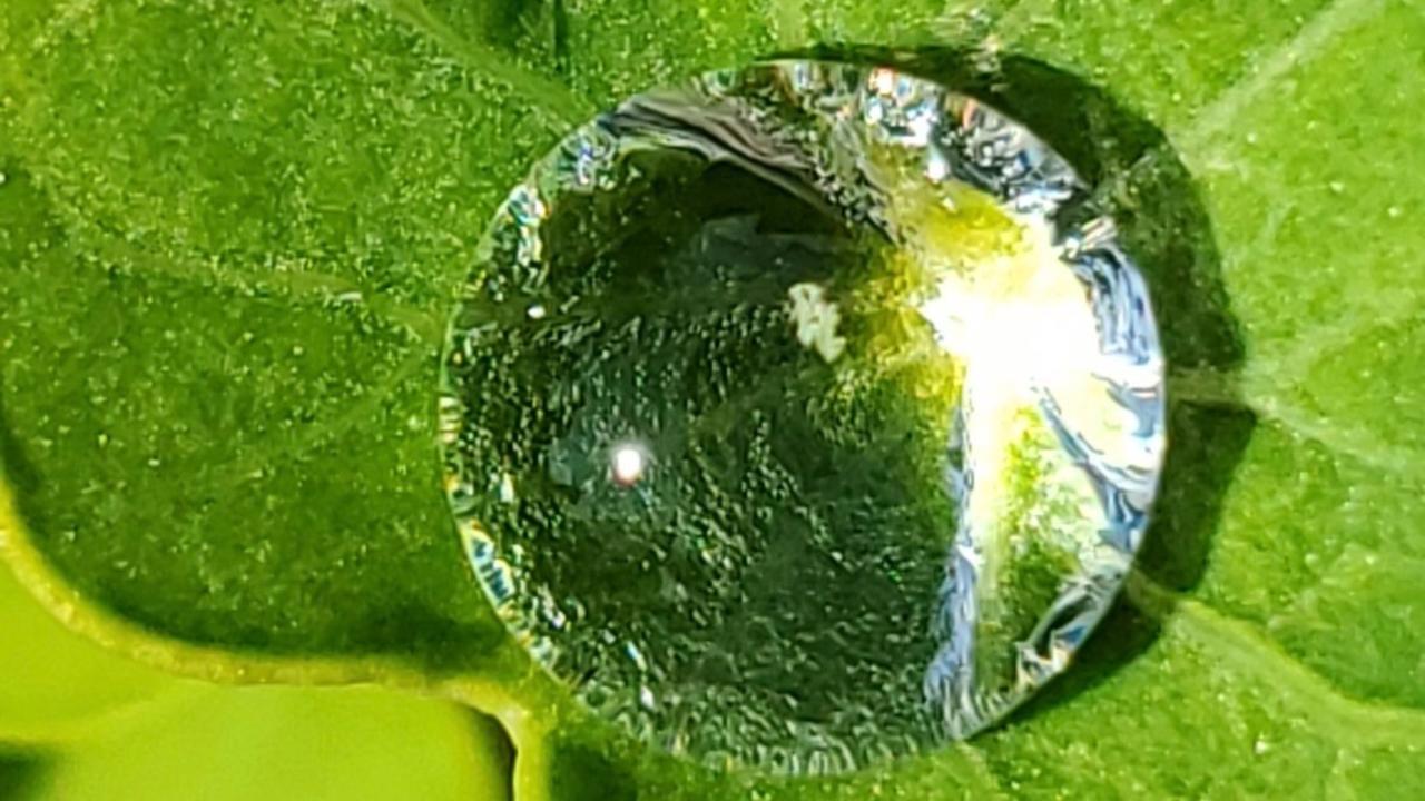 water drop in the sunlight on a green leaf representing peace and natural inner beauty