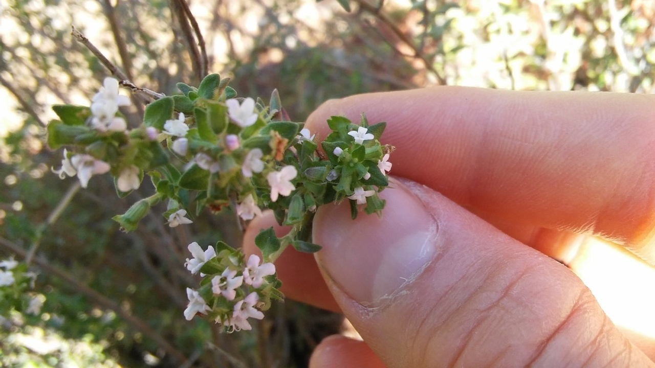 Thyme flowers