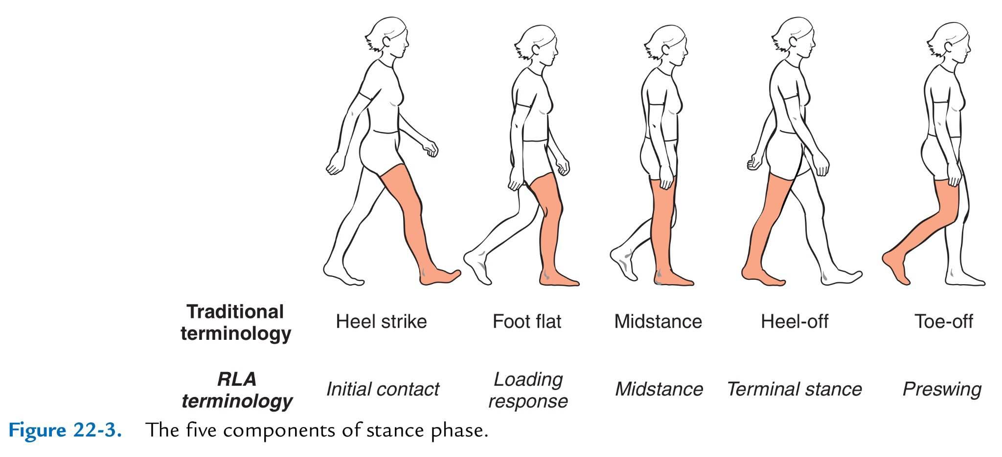 heel - Wiktionary, the free dictionary