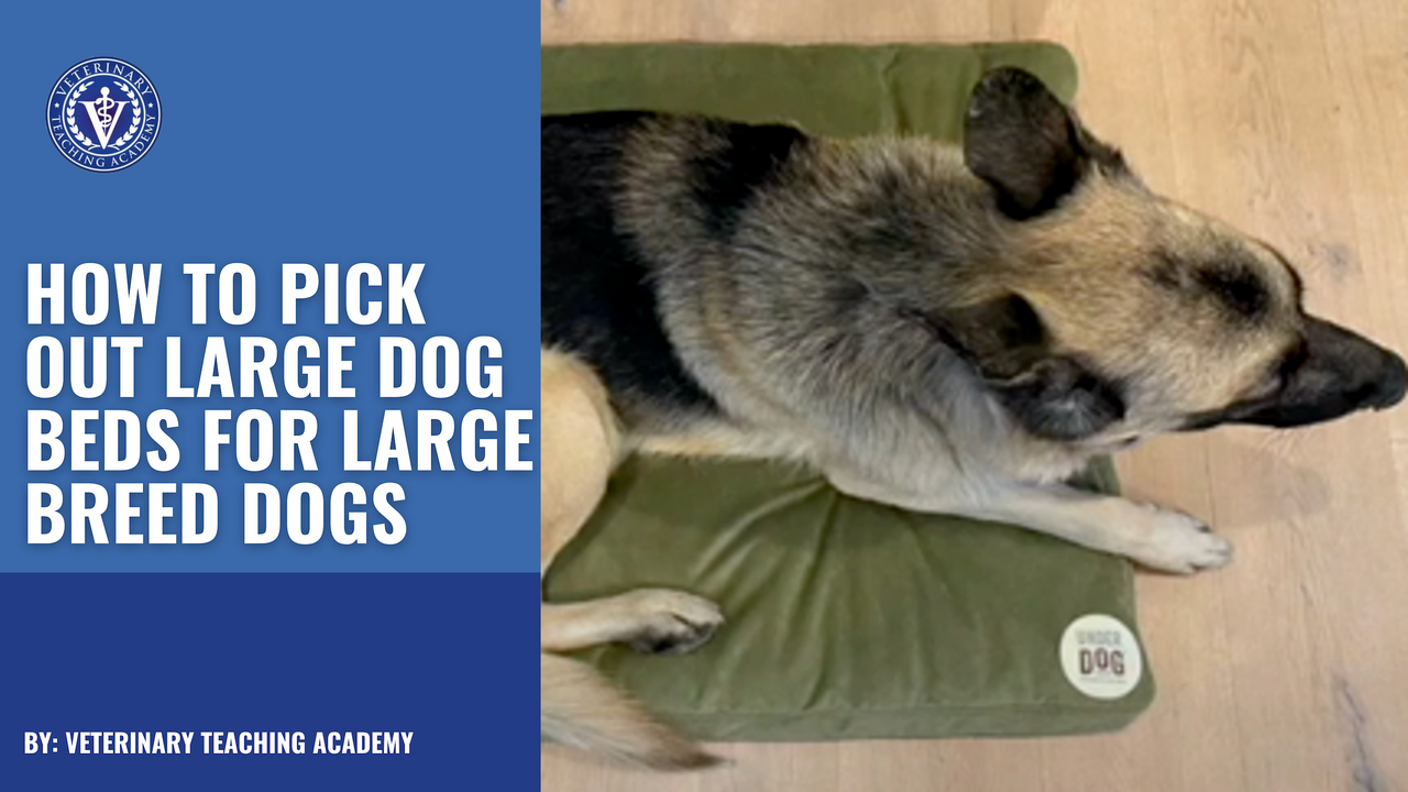 Large Dog Beds to Small Dog Beds: Choosing the Perfect Size Dog