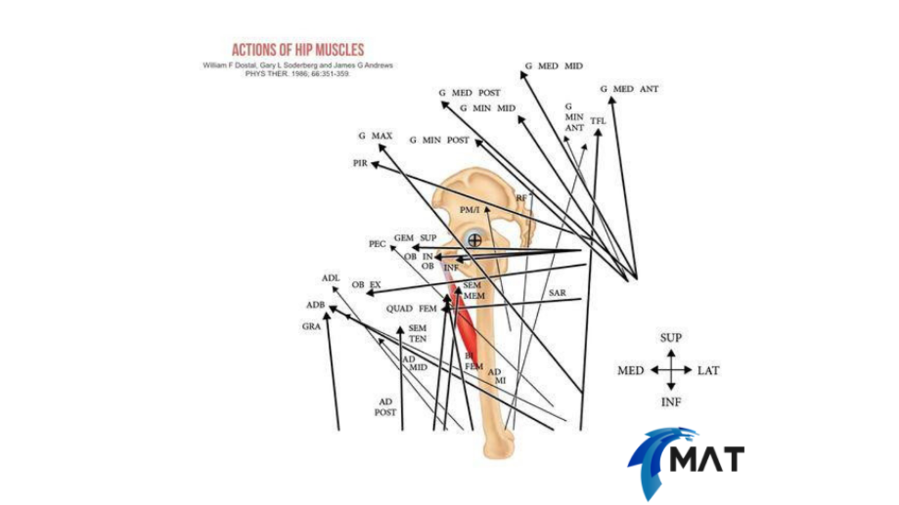 Do You Train The Hip Complex In All Three Planes Of Motion