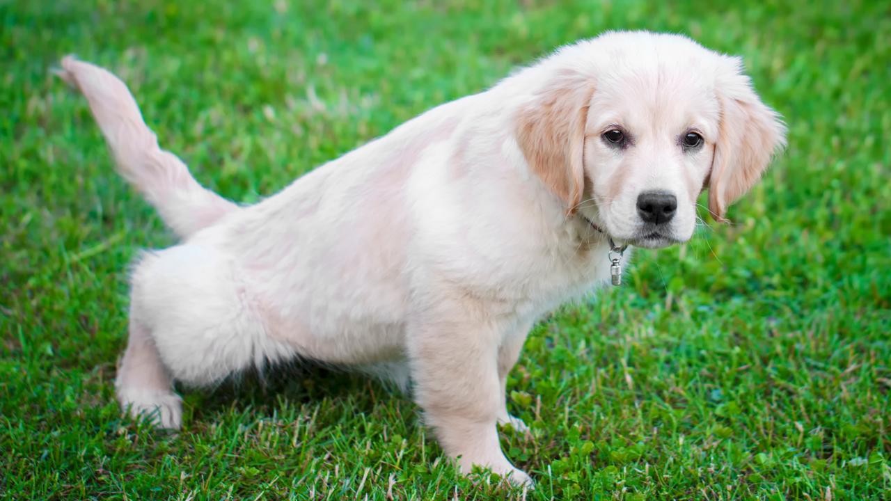 Puppy store not housebreaking