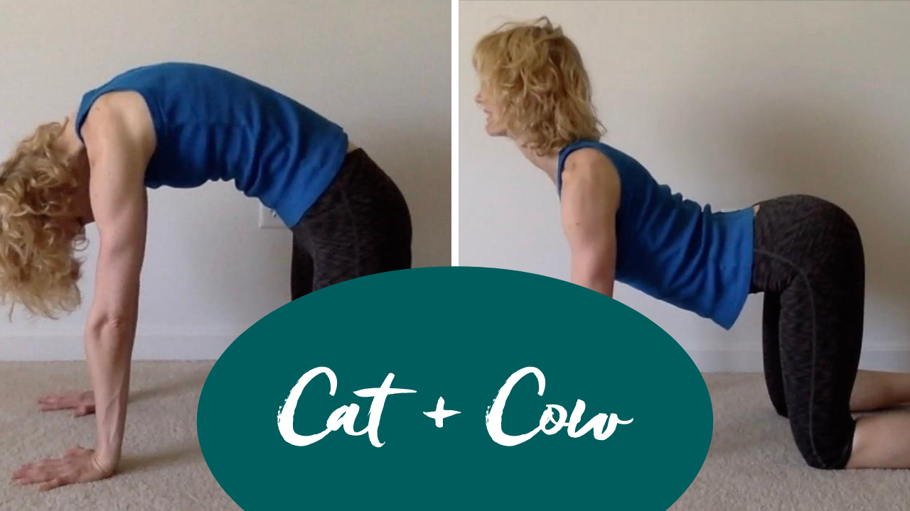 cat and cow pilates progression