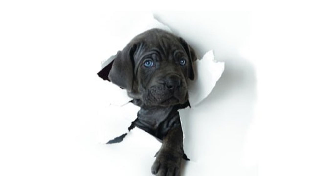 Is It Separation Anxiety Or Isolation Distress