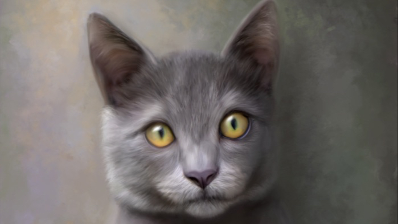 Gray cat