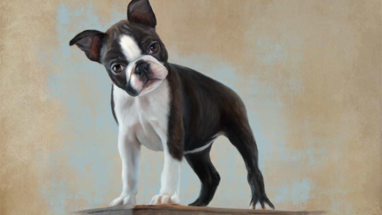 Boston terrier puppy
