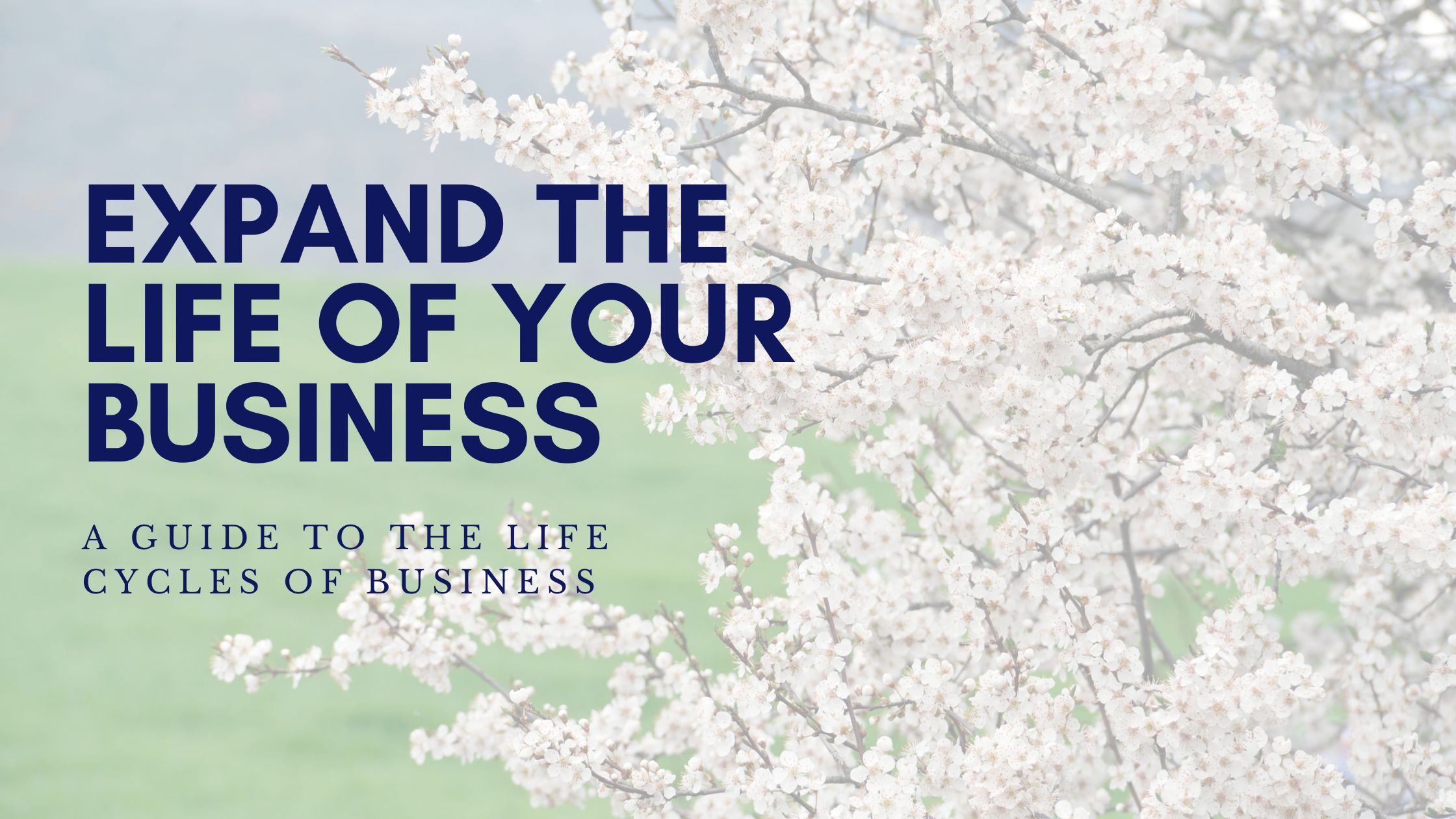 Expand the Life of Your Business: A Guide to the Life Cycles of Business