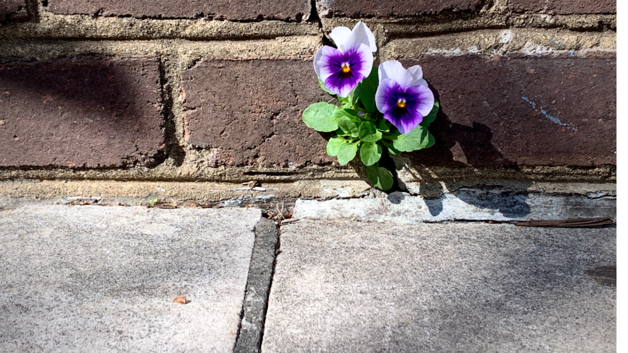 A violet growing through cracks in brick pavement