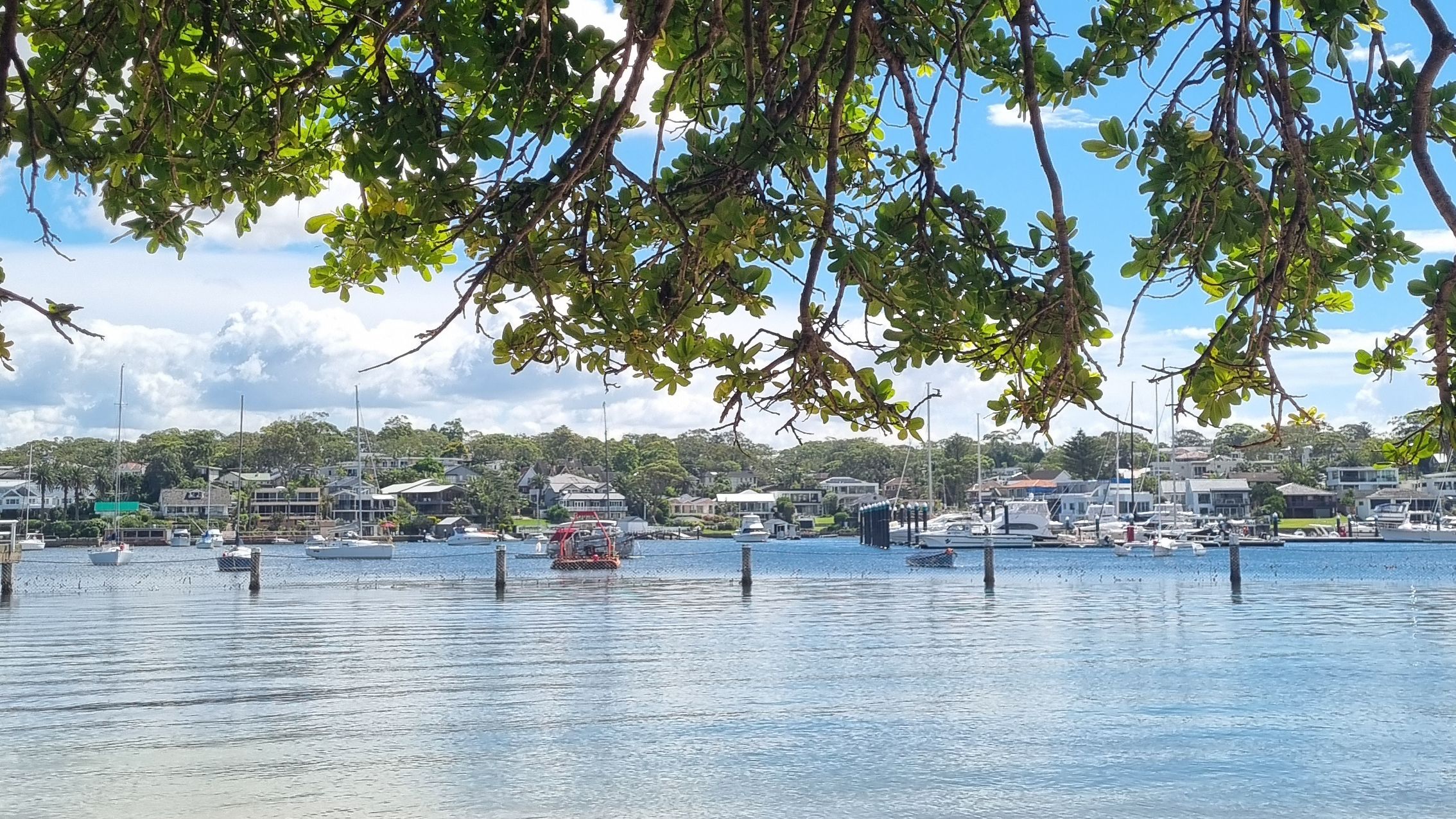 A bay in sydney where the 2026 doula conference was held. There are boats on the water and a tree above.