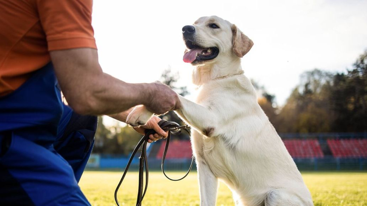 Dog Trainer in Sarasota