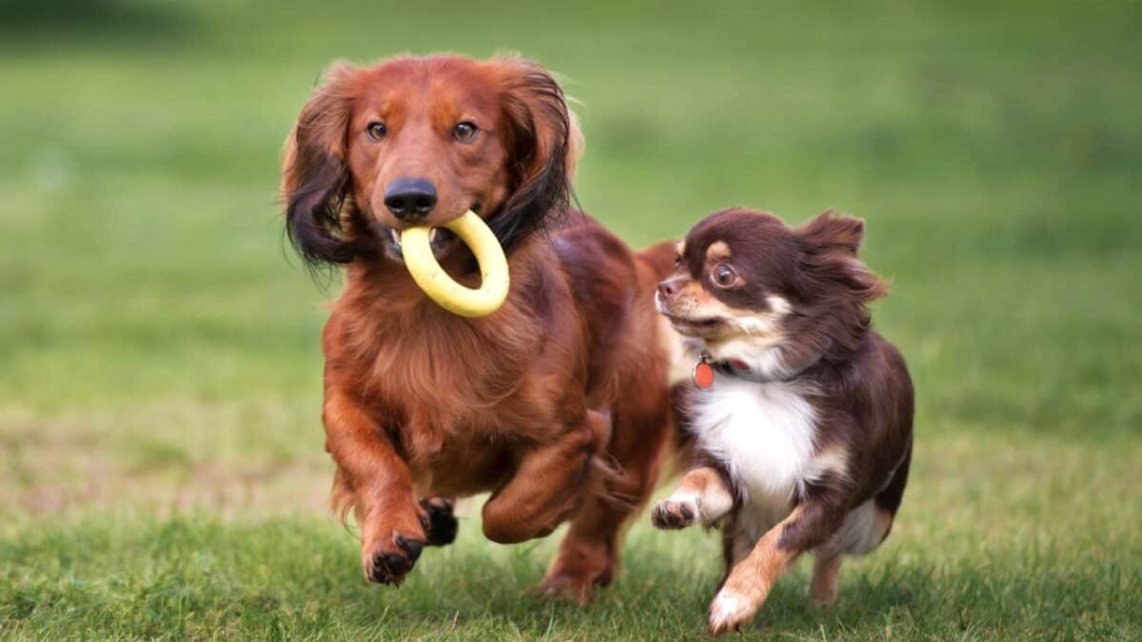 Sarasota Dog Training 