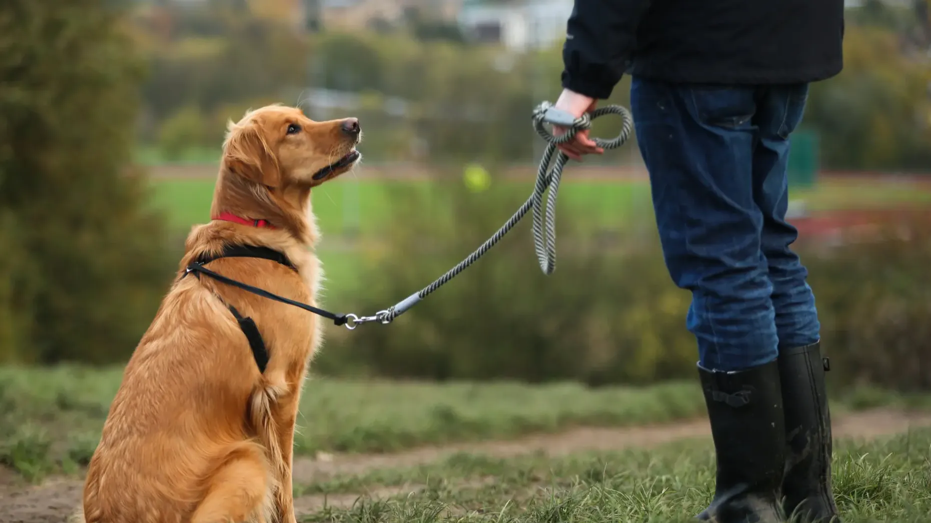 Sarasota Dog Training 