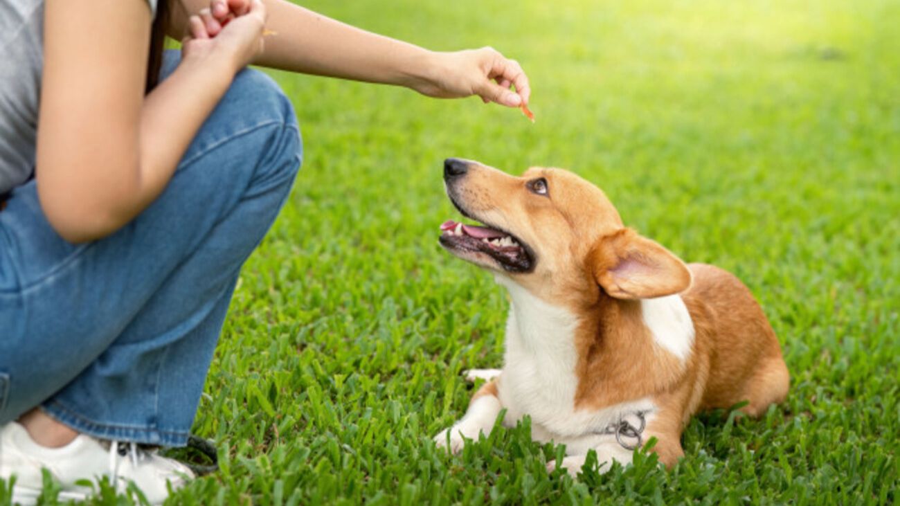 Sarasota Dog Training 