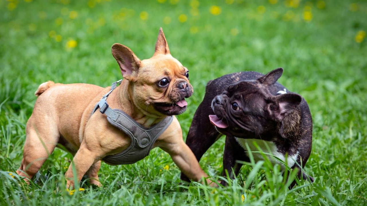 Sarasota Dog Training 