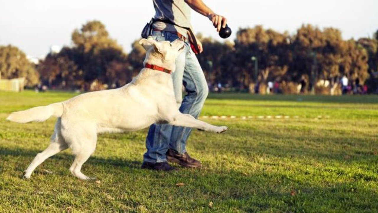 Sarasota Dog Training 