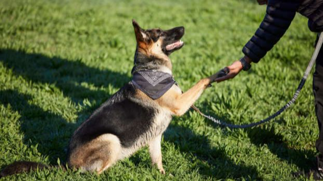 Sarasota Dog Training 