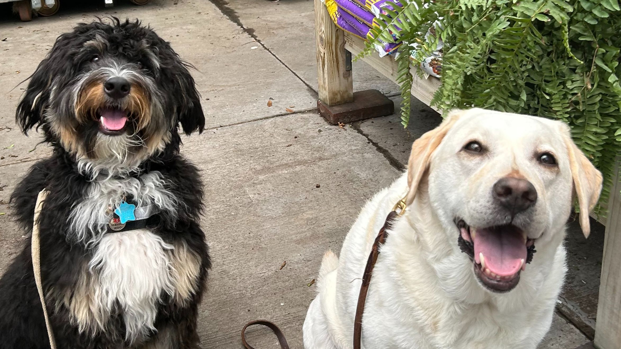 How to choose a Florida Dog Trainer