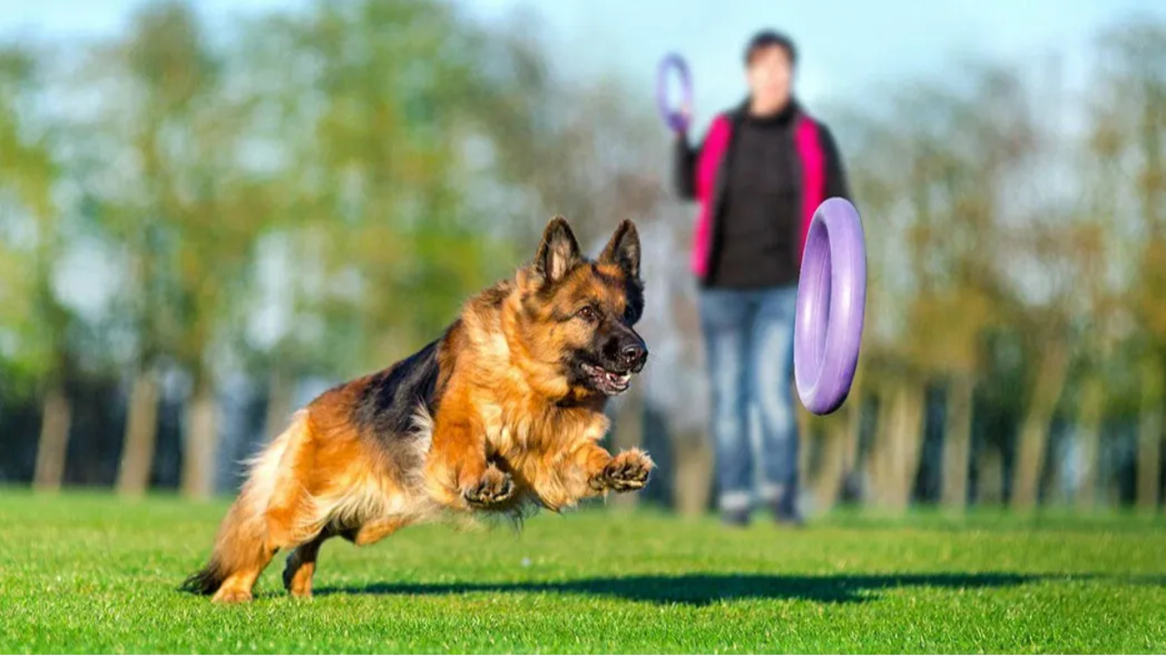 Sarasota Dog Training 