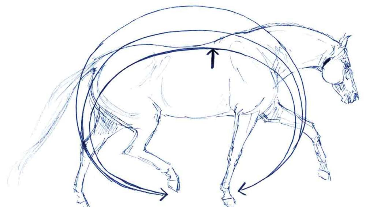 drawing of a horse trotting with a round back