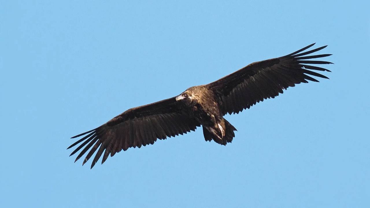 Short-toed snake eagle in flight