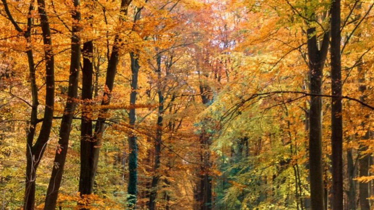 Autumnal trees in a forest