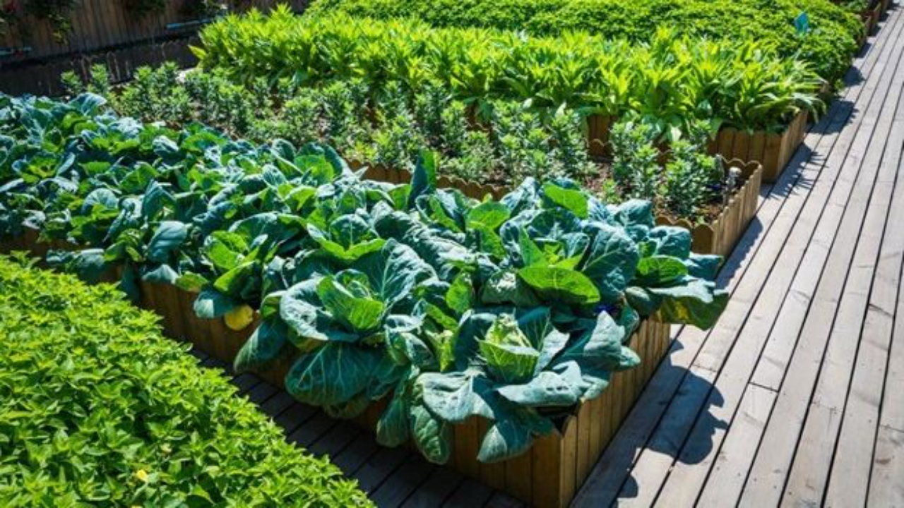 From Garden to Table: Designing Your Edible Landscape, image size:1280x720