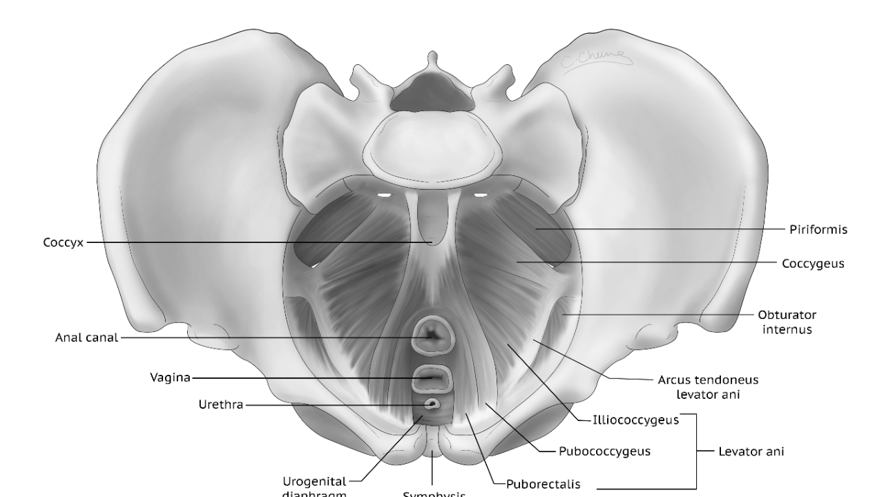 Buff Muff Method for Pelvic Floor Muscle Training