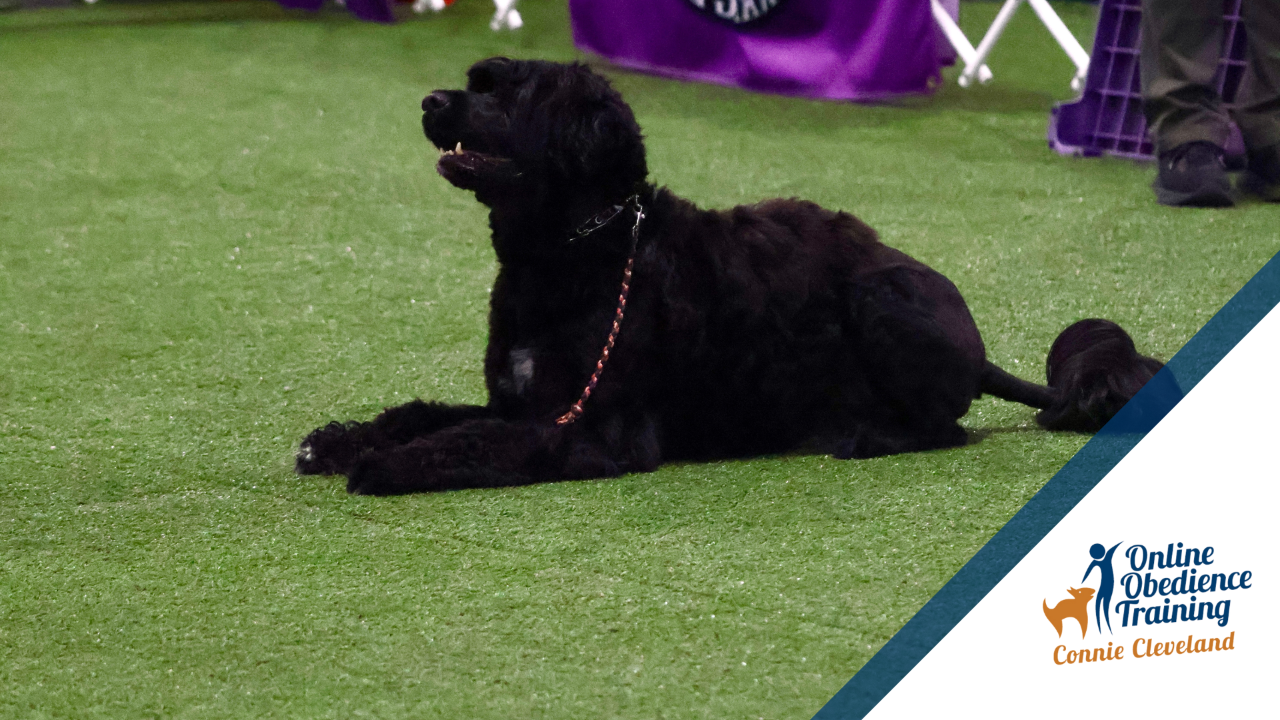 Drop on Recall AKC Obedience Open CDX