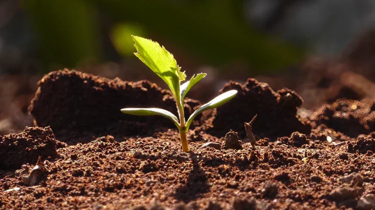 seedling growing from ground