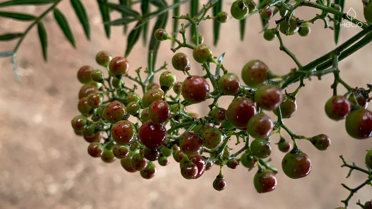 Pink Pepper korrels aan boom waar etherische olie van wordt gemaakt die veelzijdig inzetbaar is