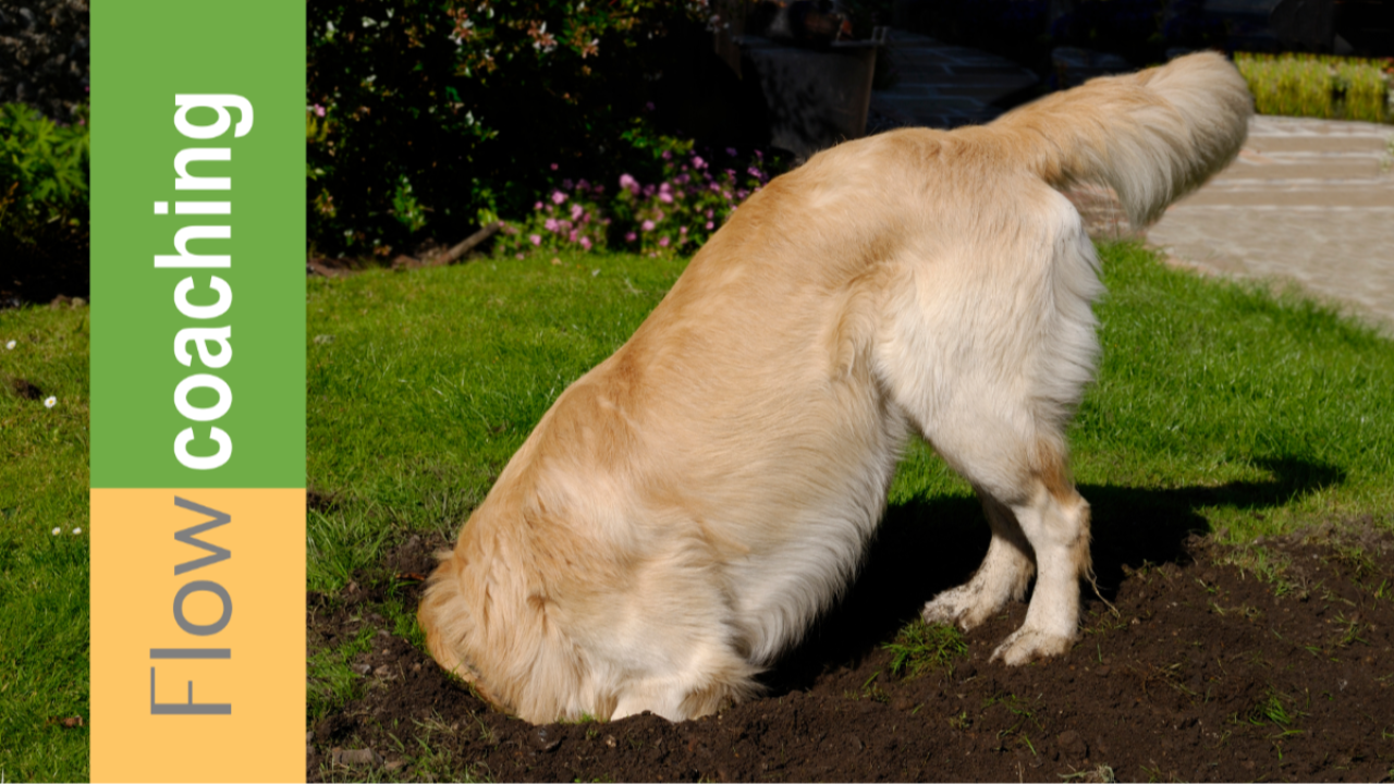 Coaching volgens Flow door Rob Houdijk