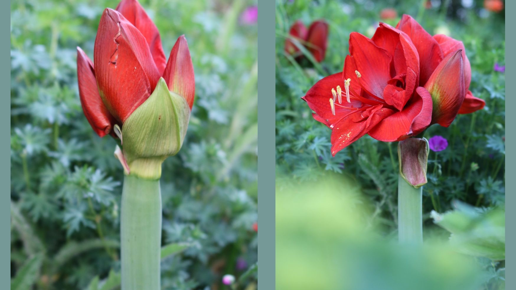 Amaryllis blooming in a garden. 