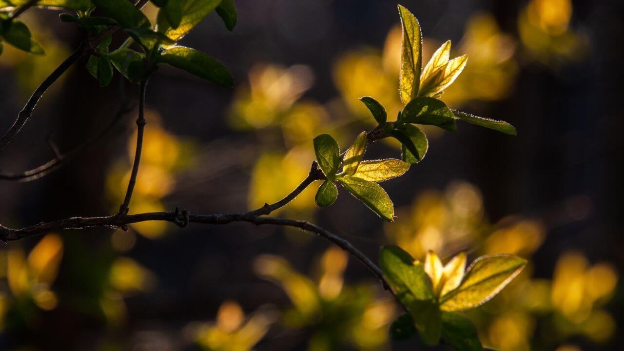 Highligting a plant on a dark autumn evening.