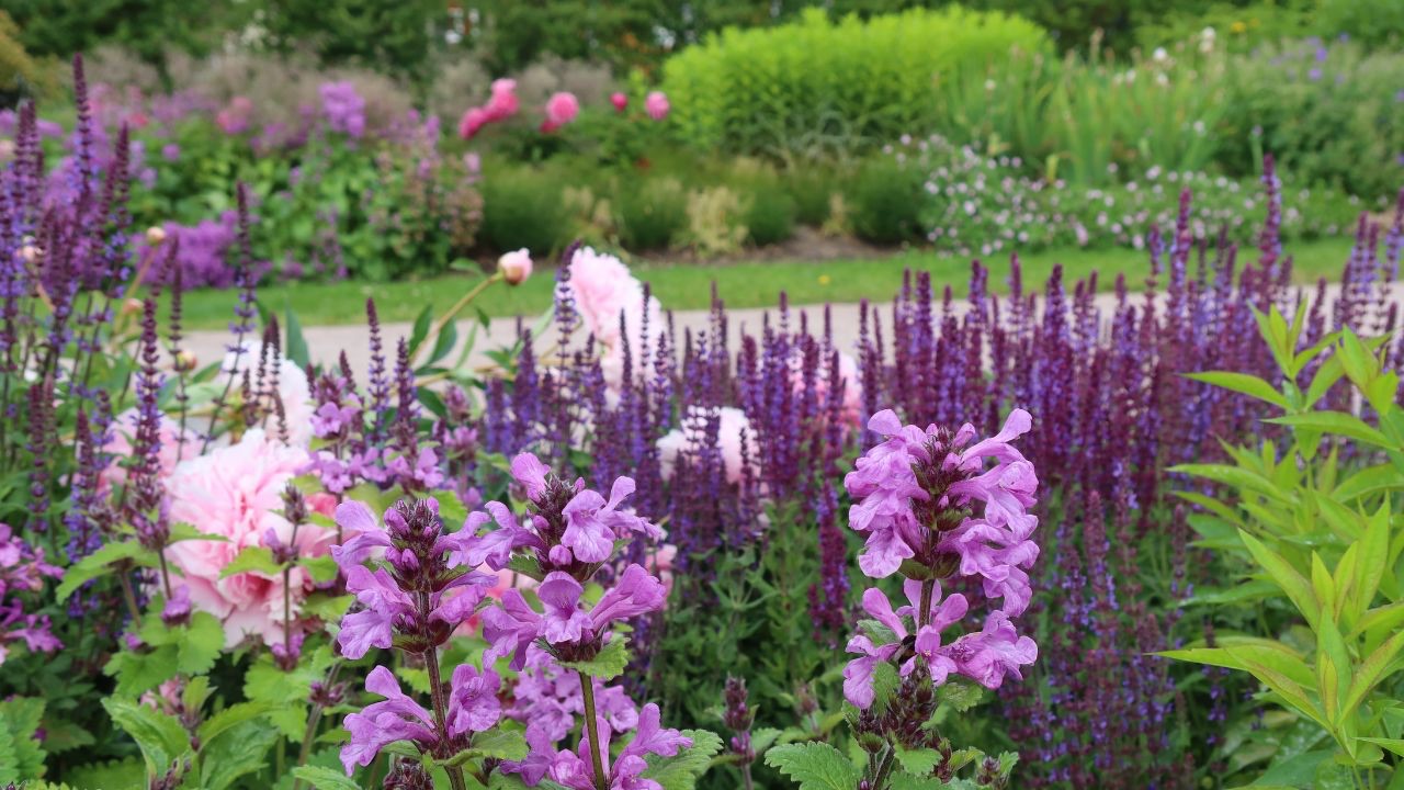 how to choose the right plants for your site