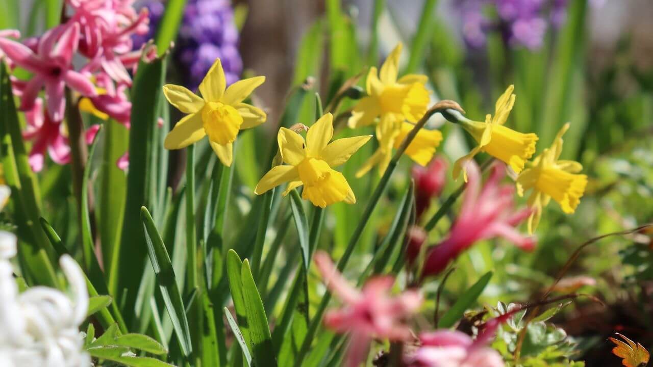 Spring Bulb Inventory