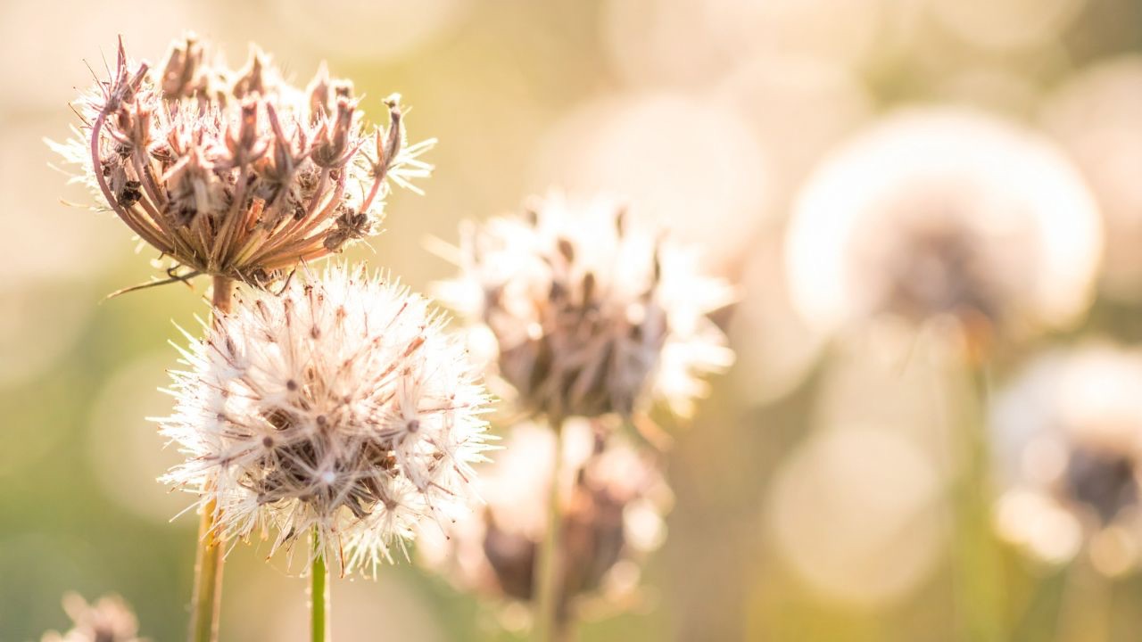Seedheads - Queen Anne's lace and Allium