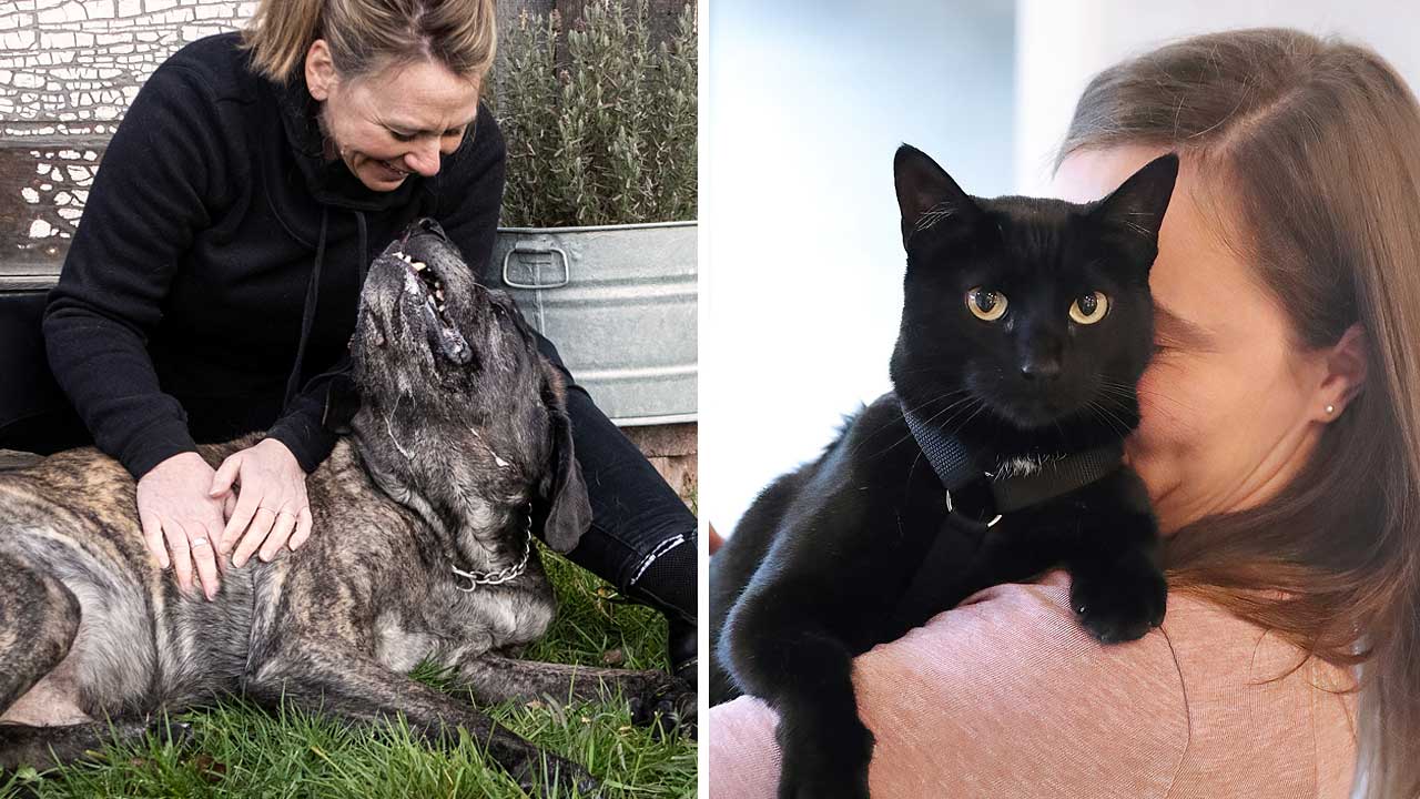 Photo credit: Julie Austin Photography, left photo of female pet caregiver massaging her large senior dog on the lawn outside, right photo of female caregiver holding her black cat in an embrace.