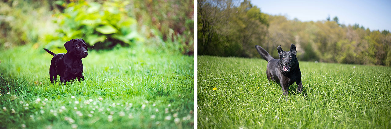 Photo of a black lab puppy out in a field being active and an older black lab sustaining mobility and running in a field.