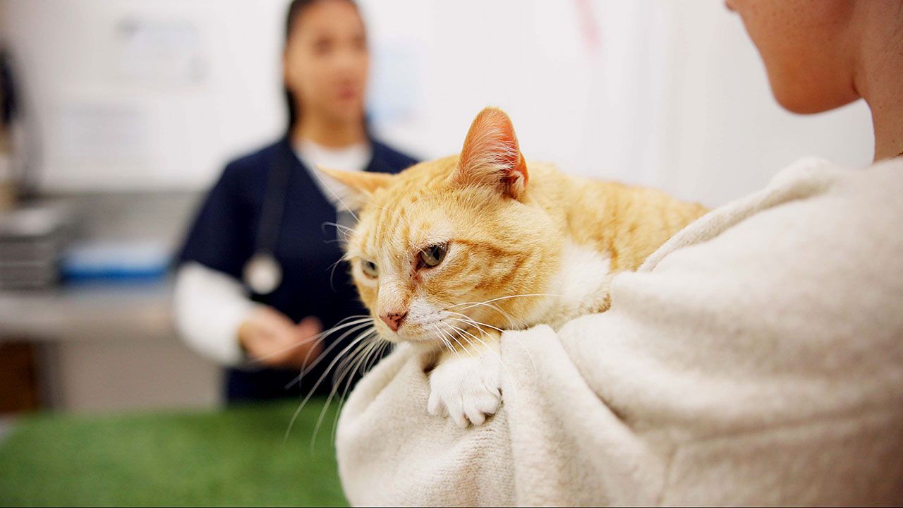 Animal Hospice Group - Lindsay Brockman, LVT, PGSS-C, Transparency and the Veterinary Grief Gap, Photo of Vet Team Member Speaking with a Concerned Pet Parent Holding a Cat