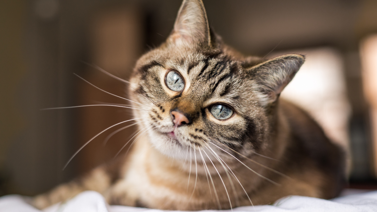 Fur Filled Fame: How to Become a Social Media Star with Your Pet 🐶✨