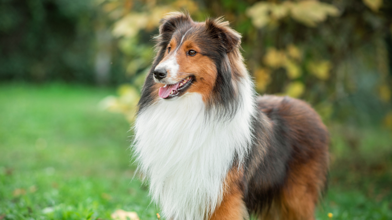 Fur-tastic Learning: Create Online Courses and eBooks for Pet Lovers 🐶💻