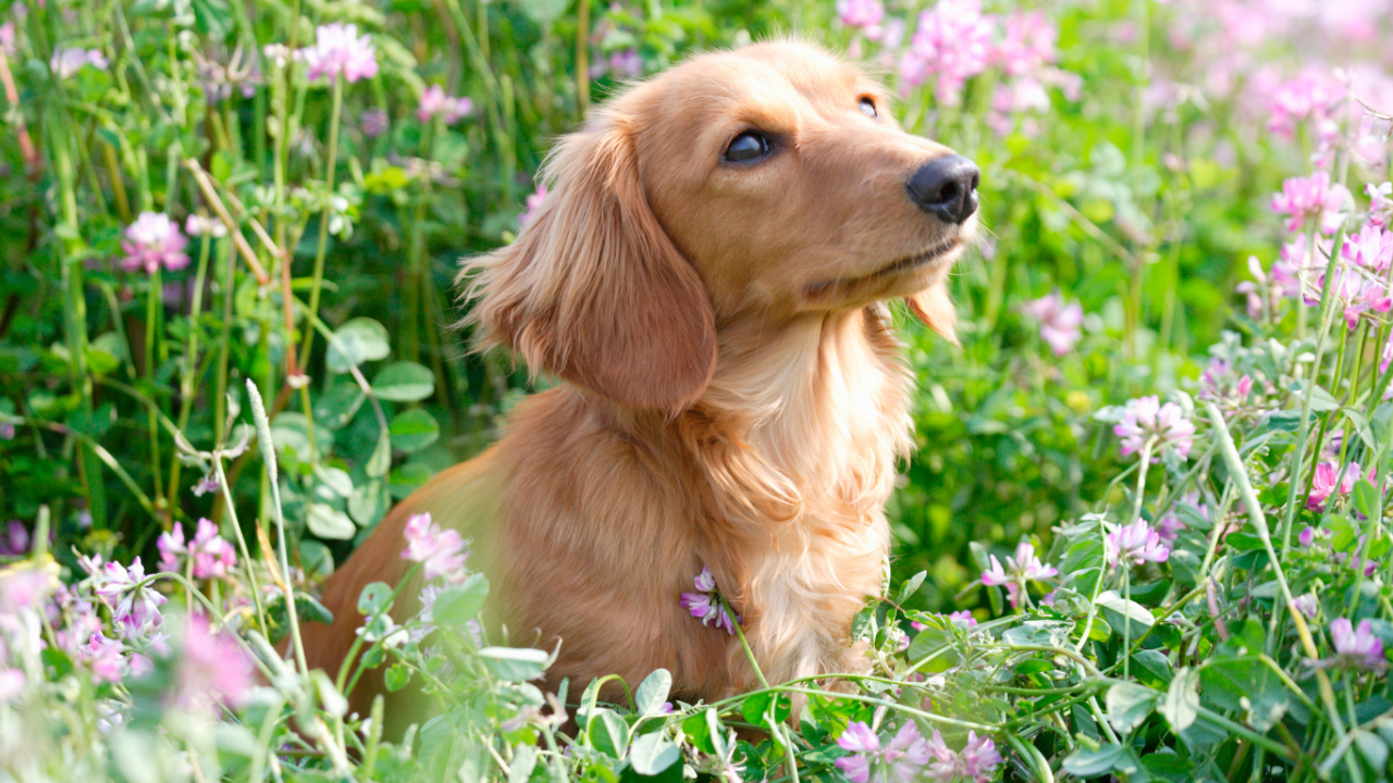 Cute Paws & Profit: 10 Fun Ways to Make Money Online With Pets 🐾💰