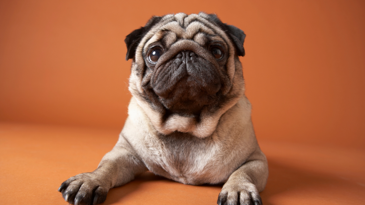 Printable Purr-fection: Create Pet Products That Sell Online 🐱📄