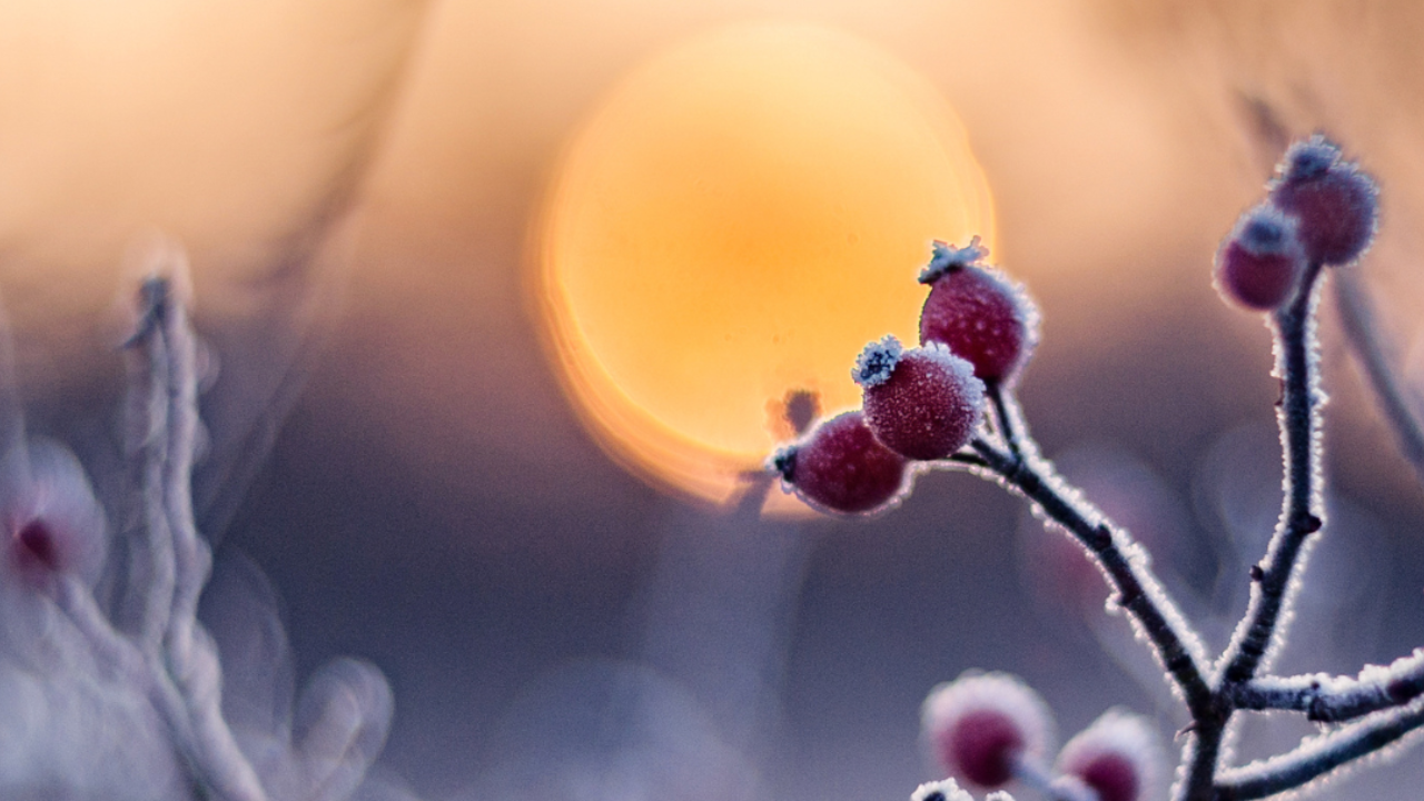 Winter sunset in front of a branch of frozen berries.