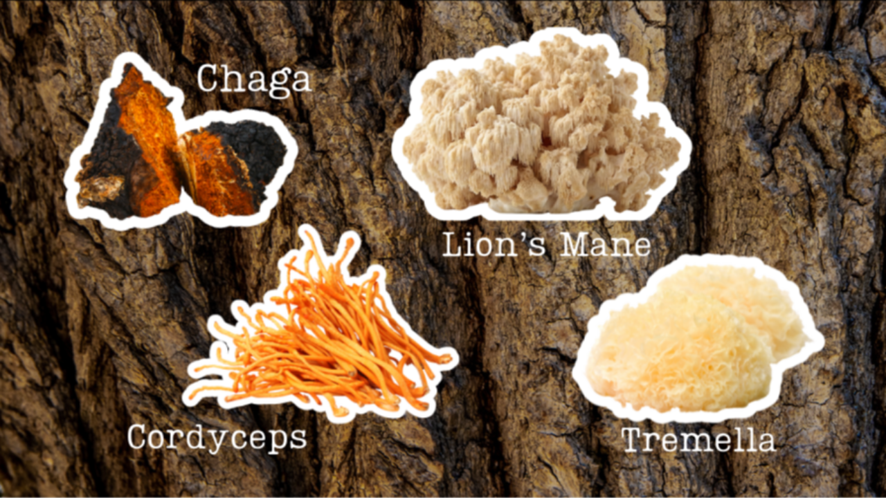 Chaga, Cordyceps, Lion's Mane, Tremella