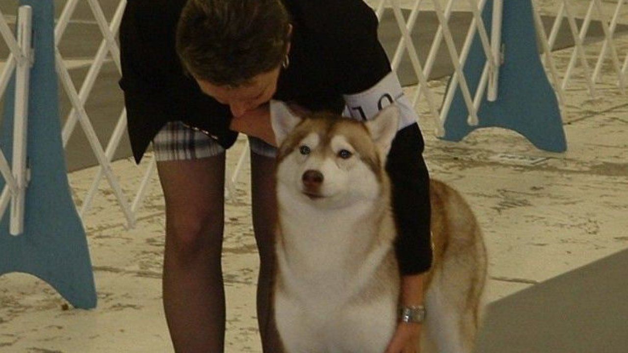 A woman bending over to set up the front legs of her Siberian Husky show dog, Sandy Weaver, conformation training, conformation shows, conformation handling, dog training