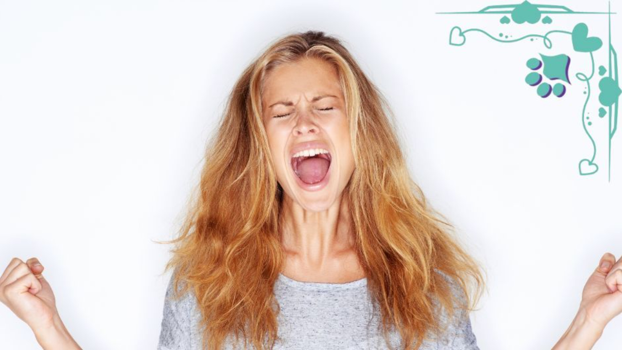 A frustrated woman screaming, burnout, mentoring, mentor, conformation dog training, conformation dog shows, conformation seminars, coaching, Sandy Weaver