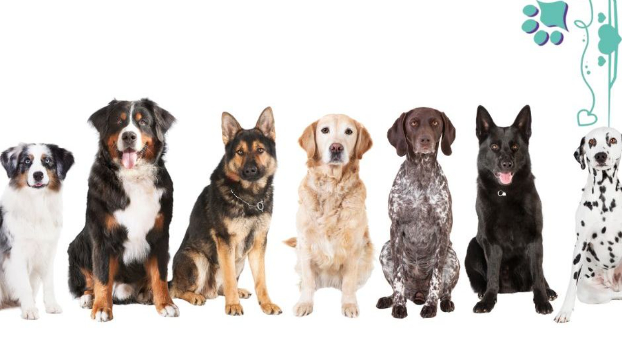 A line of politely sitting dogs, Australian Shepherd, Bernese Mountain Dog, German Shepherd, Golden Retriever, German Shorthaired Retriever, black German Shepherd, Dalmatian, What are your beliefs about dogs, leader, winning, dog sports, wagalicious, wagaliciousness, Sandy Weaver, law of attraction, personal development, mental wellbeing